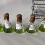 Algas fornecem pistas sobre 600 milhões de anos de evolução das plantas