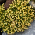 Flores estão se espalhando na Antártica à medida que as temperaturas do verão aumentam