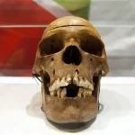 Crânios africanos pilhados durante o domínio colonial alemão foram comparados com parentes vivos apó...
