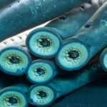 Lampreia do Pacífico: Peixe sem mandíbula que sobreviveu a 4 extinções em massa e suga sangue e flui...