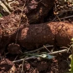 Receita da “Terra Escura” finalmente descoberta nas profundezas da Amazônia