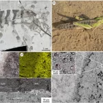 Experimentos com insetos fossilizados ajudam a revelar suas verdadeiras cores