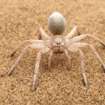 Garras de aranha mortas e banheiros com 'impressão anal': Ig Nobels de 2023