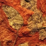 O asteróide que exterminou os dinossauros permitiu que as flores prosperassem em um mundo pós-apocal...
