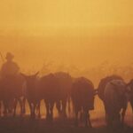 Cientistas alertam que 1 bilhão de pessoas podem morrer por causa das mudanças climáticas