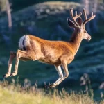 Vírus COVID-19 evoluindo rapidamente em cervos de cauda branca