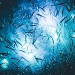 Os peixes grandes estão ficando menores e os peixes pequenos os estão substituindo