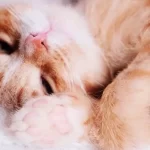 Urgente! Cientistas acham que finalmente descobriram como os gatos ronronam