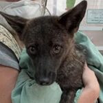 Canino curioso no Brasil acaba sendo um híbrido inédito