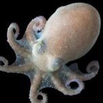 Polvos antárticos sobrevivem no oceano mais frio da Terra sem congelar. 