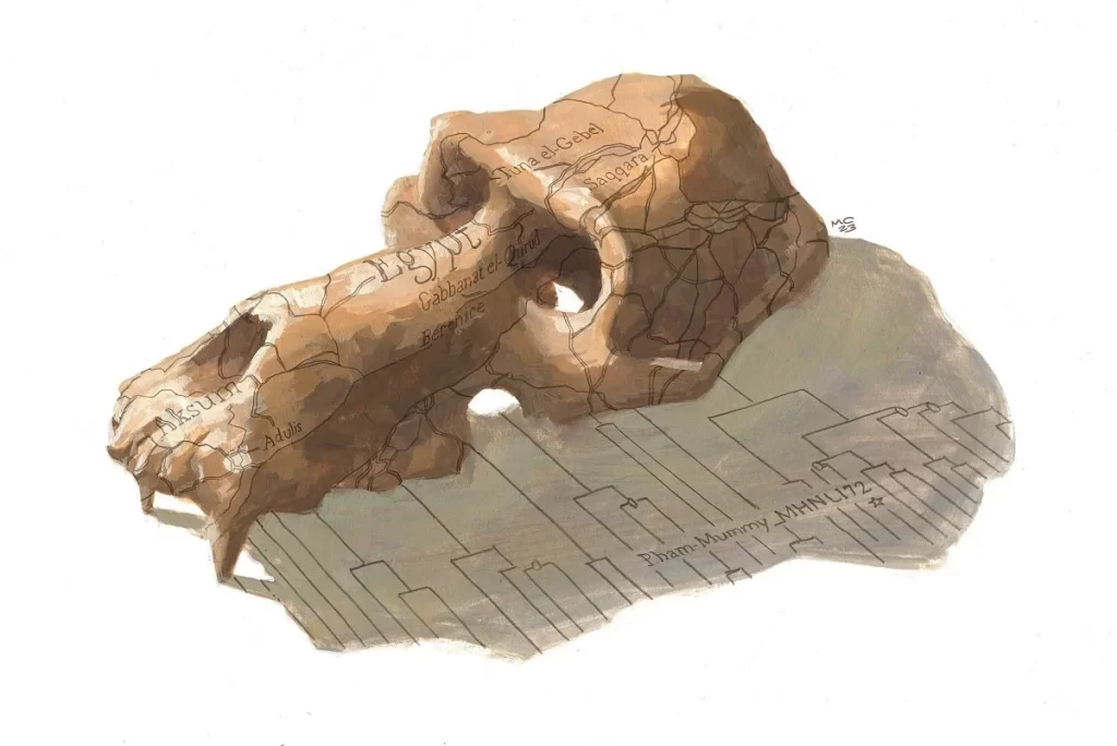 Ilustração de um crânio de babuíno