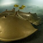 Imagem fabulosa de um caranguejo-ferradura dourado vence concurso de fotografia da vida selvagem