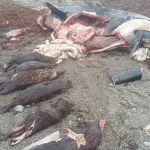 Cientistas investigam caso misterioso de orca que engoliu 7 lontras-marinhas inteiras