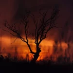 Pelo ar, pela chuva e pela terra: como os micróbios retornam após um incêndio florestal
