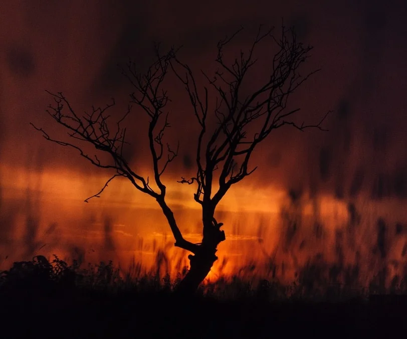 árvore preta carbonizada com chamas do incêndio florestal no fundo e céu noturno