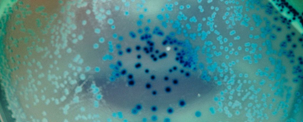 Imgem de microscopia da bactéria E. coli com pequenas bolinhas azuis em uma placa de petri