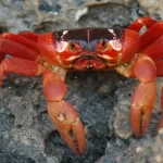 Os caranguejos continuam evoluindo para ir do mar para a terra – e voltar