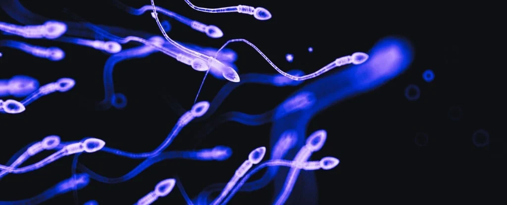espermatozoides em luz roxa nadando com fundo preto