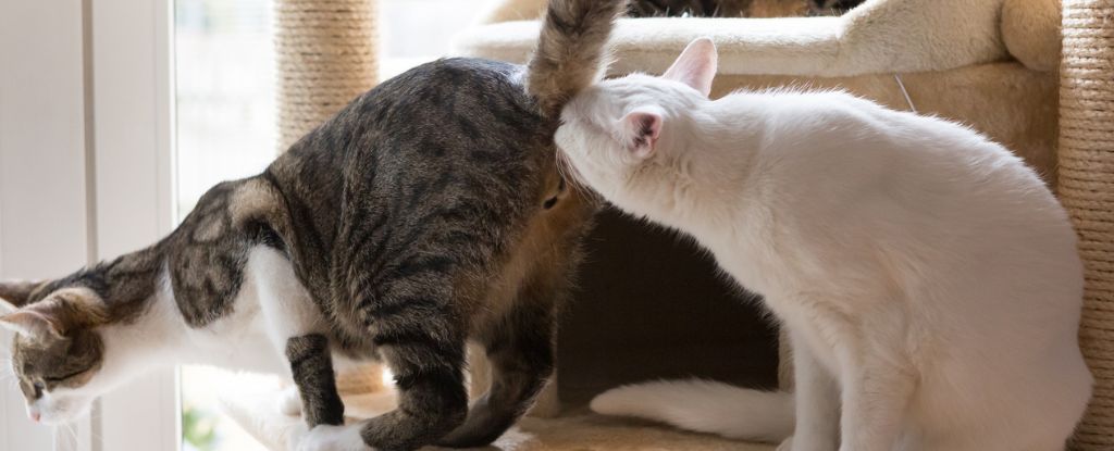 gato branco cheirando a bunda de um gato cinza listrado
