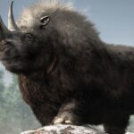 Genes do rinoceronte lanoso da Europa reconstruídos a partir de DNA em cocô de predador