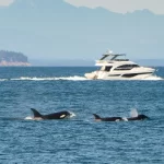 Orcas afundam outro barco na Europa após um ataque de quase uma hora