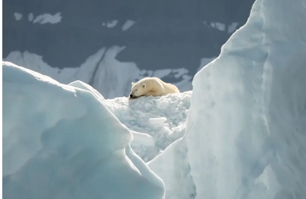 urso polar deitado em na neve