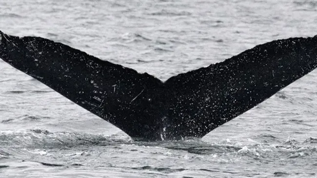 Cauda de uma baleia saindo da água no oceano