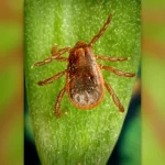 Febre maculosa detectada em viajantes para o México