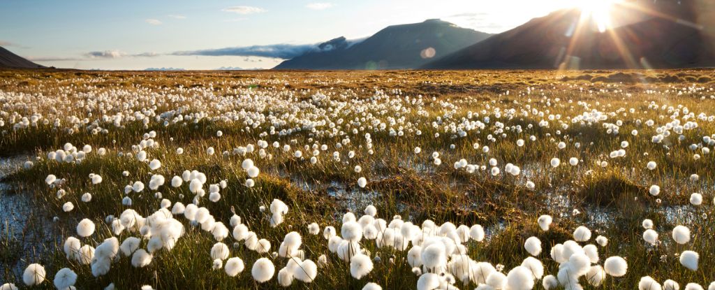 Paisagem de Svalbard de um campo com vegetação com florescência branca e montanhas ao fundo