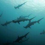 Tubarões-martelo estão desaparecendo do Golfo da Califórnia, dizem mergulhadores