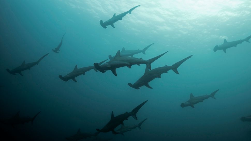 Um cardume de tubarões-martelo-recortado da epécie Sphyrna lewini nadando perto da Ilha Malpelo, na Colômbia