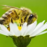 As flores estão evoluindo para a autopolinização e isso pode ser um grande problema