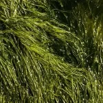 Algas como alternativa surpreendente à carne e fonte de proteína ecologicamente correta