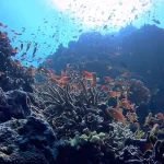 Inventário global da produção sonora nos aproxima da compreensão dos ecossistemas aquáticos