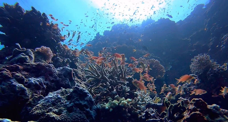 recife de corais com peixes vermelhos