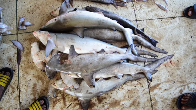 carcaças de tubarões-réquiem e tubarões-martelo chegando no Cox's Bazar, Bangladesh