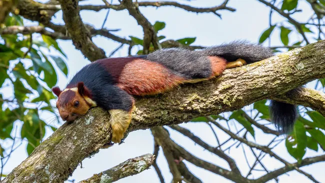 Esquilo-gigante-indiano com pelagem colorida da espécie Ratufa indica, agarrado em um galho de árvore