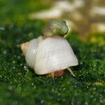 O caracol ou o ovo?