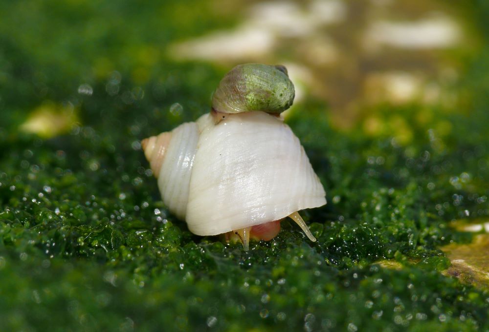 Um caracol grande com outro pequeno em cima de sua concha em um terreno verde musgoso
