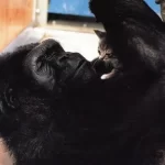 Algum animal mantém animais de estimação como os humanos?