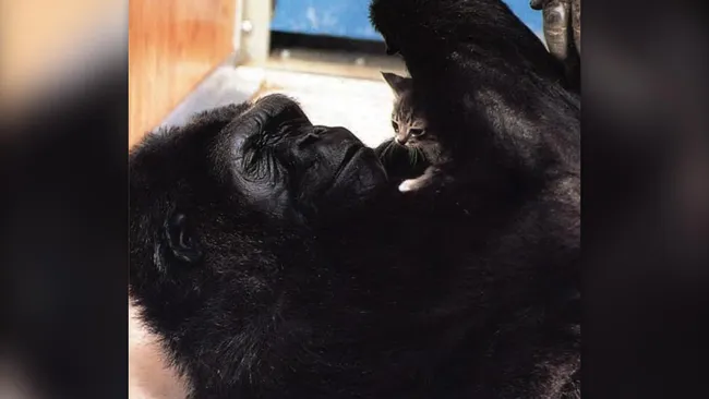 Koko, a gorila, com seu gato malhado cinza, chamado All Ball.