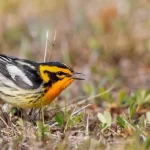 Apenas 18% da área terrestre global necessária para o bem-estar humano e biodiversidade estão atualm...