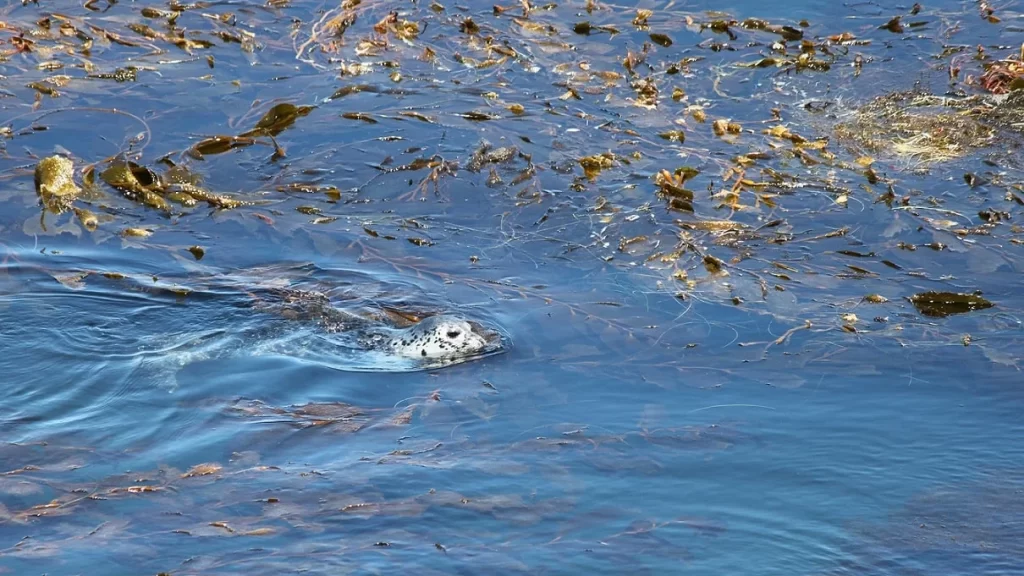 Uma foca do Pacífico nada com a cabeça para fora da água em uma floresta de algas em volta