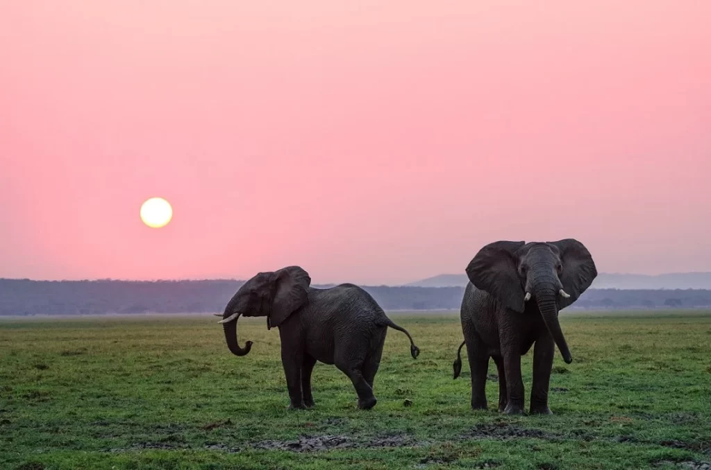 Dois elefantes em um campo aberto com céu rosado