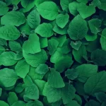 Ferro influencia imunidade das plantas e pode promover resiliência contra alterações climáticas