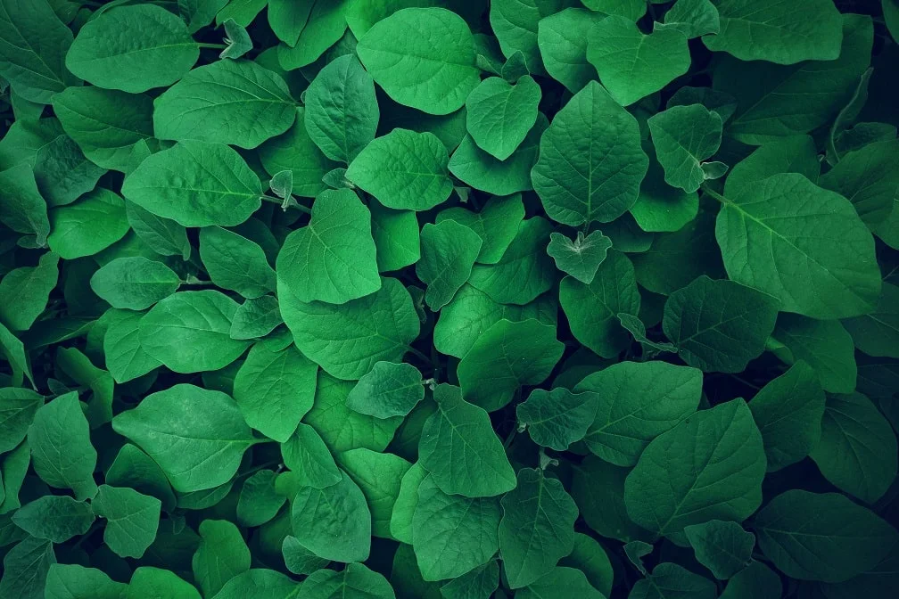 folhas verdes de plantas com fundo escuro