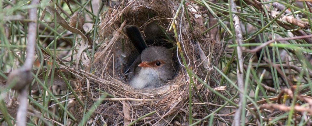 Pássaro dentro de um ninho