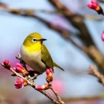 Estudo revela grandes extinções ocultas de aves provocadas pelo homem