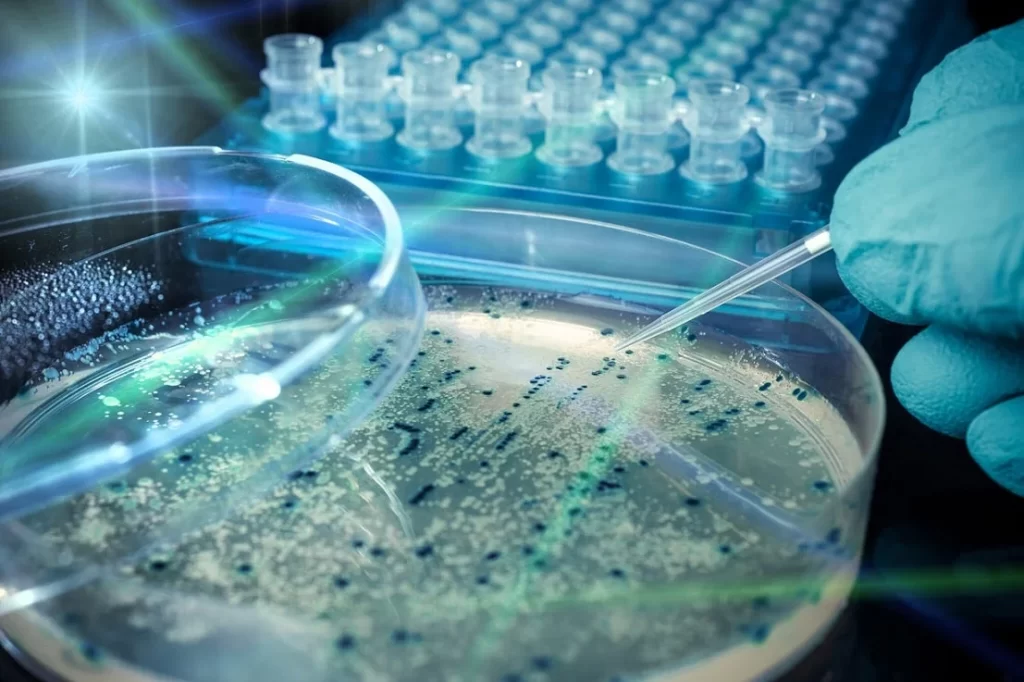 Uma placa de petri com pequenos pontos azuis de uma colônia de bactérias e uma mão com luva pegando uma amostra com uma pinça plástica transparente.