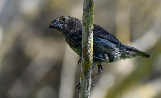 Um pássaro - Tentilhão de Darwin - em um galho